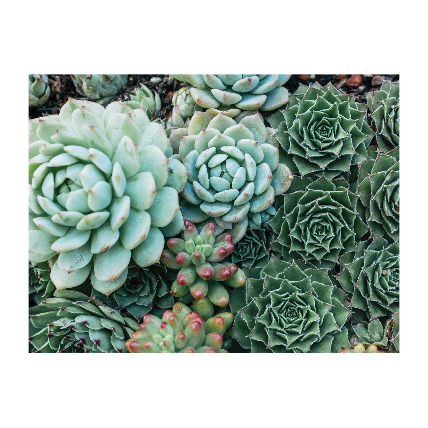 Galison Succulent Garden 500 Piece Double Sided Jigsaw Puzzle for Adults and Families, Fun Family Puzzle with Plants and Succulent Theme, Multicolor